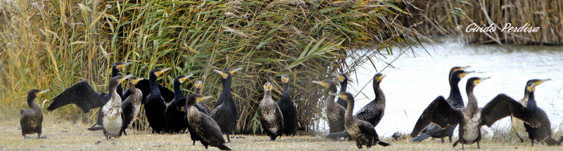 Cormorani in Cinema Scope